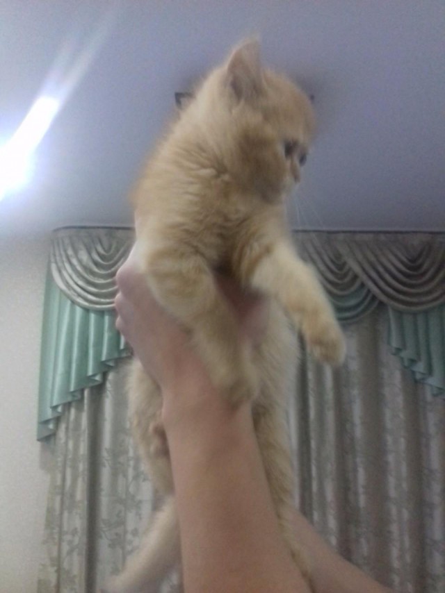 Коты и Кошки