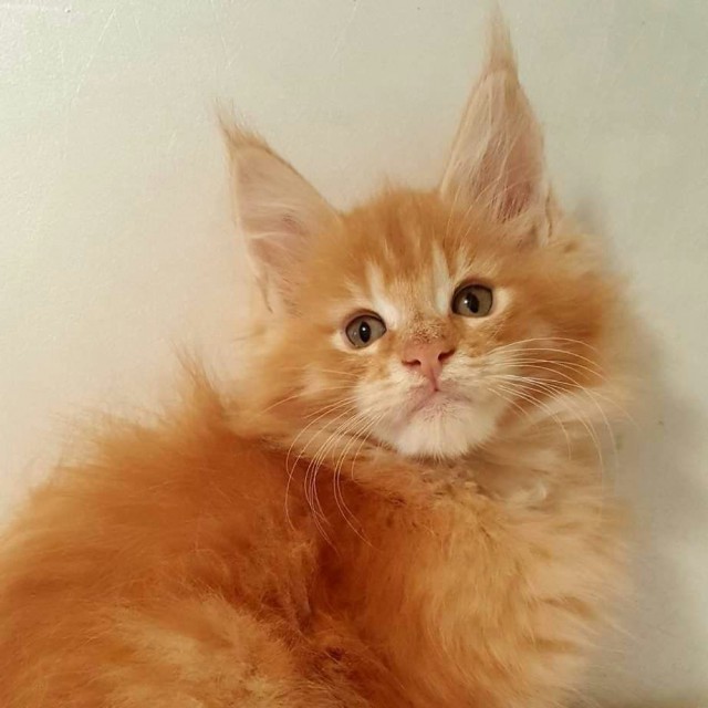 Коты и Кошки
