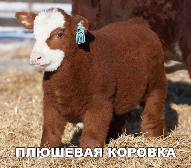 Живность из сети