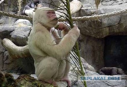 Альбиносы (20 фото)