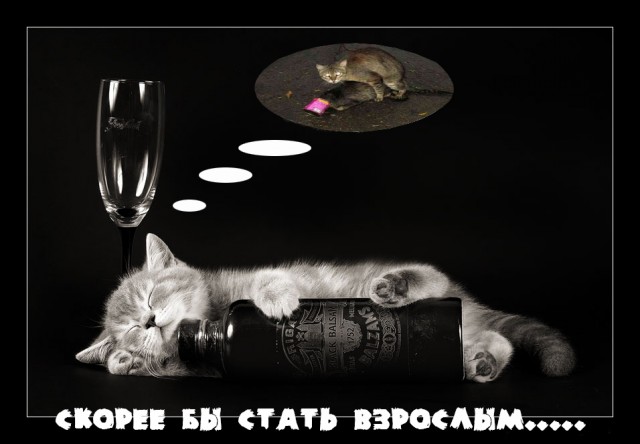 Котовторник на вторник, Котовторник