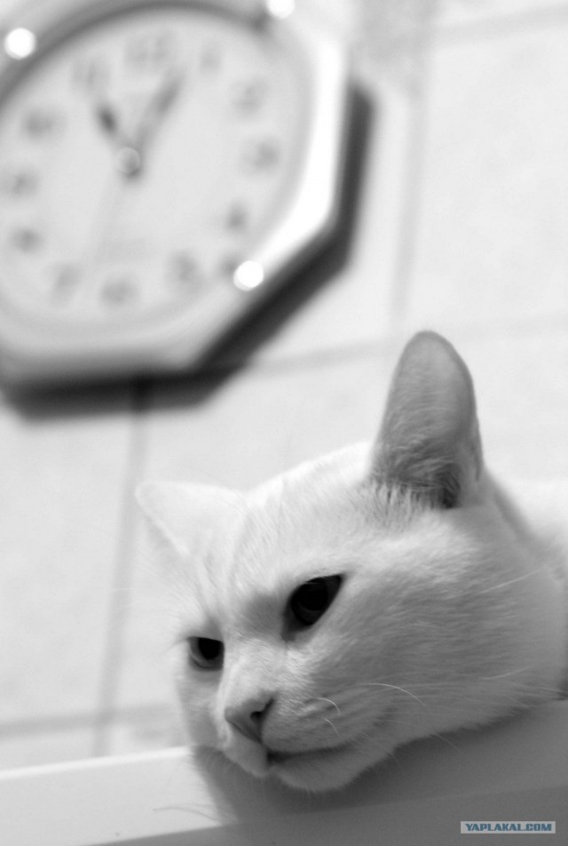 Котовторник на ЯПлакалъ