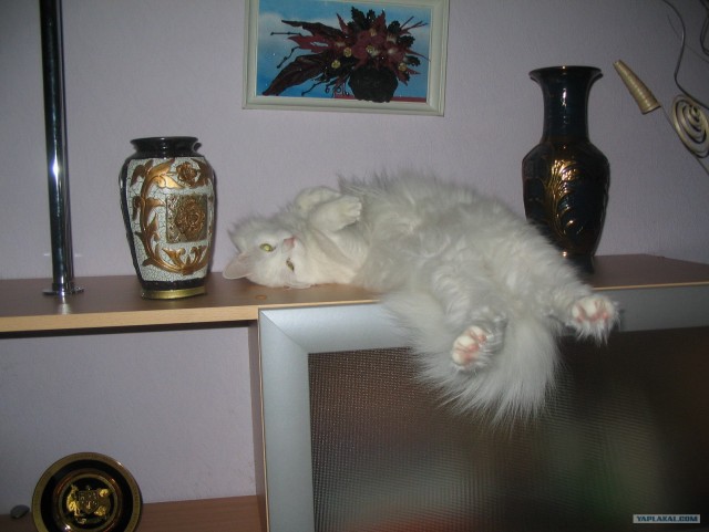 А как же котовторник?