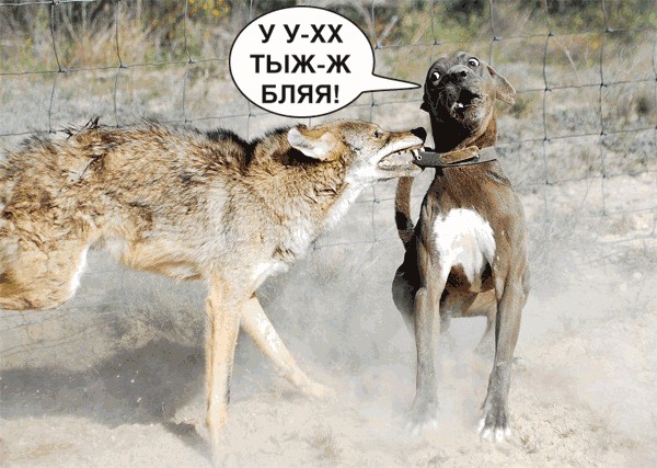 В ловушке