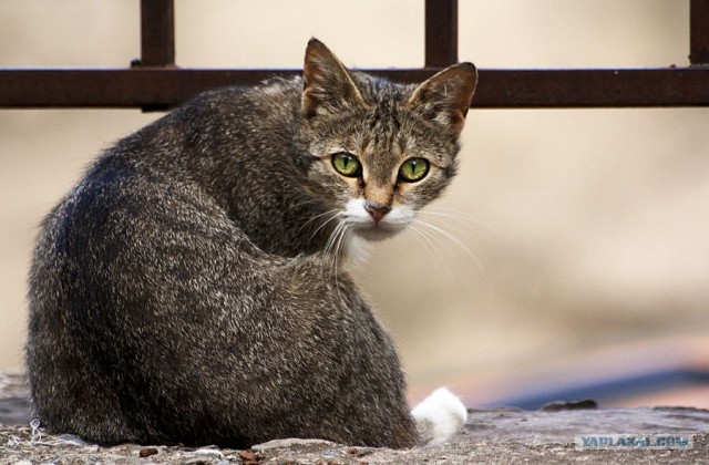 Котовторник на 6 июля