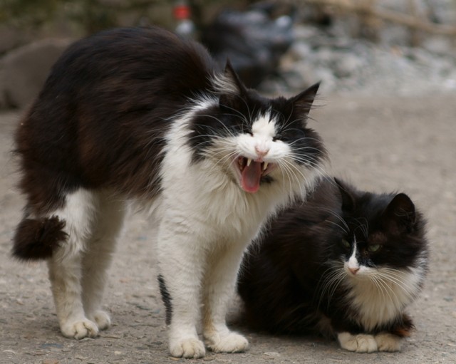 Котовторник. А как же?!