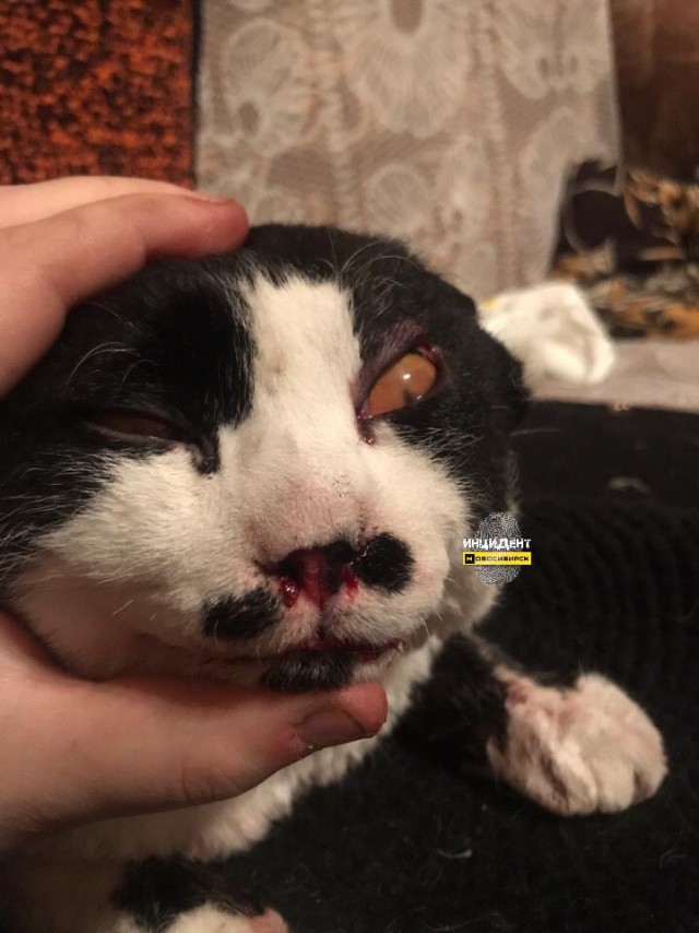 Живодер из Новосибирска избил кота до полусмерти (18+)
