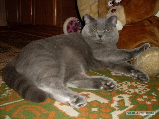Котовторник