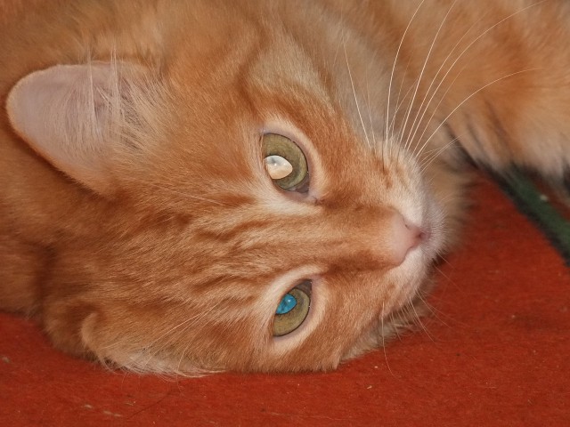 Котовторник на середину июня