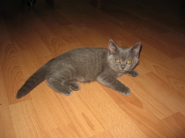 Котовторник с Максом