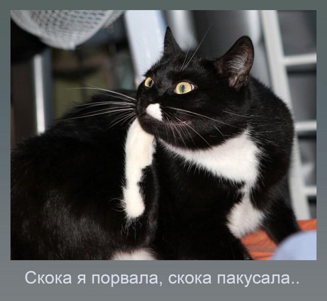 Состоятельный котовторник