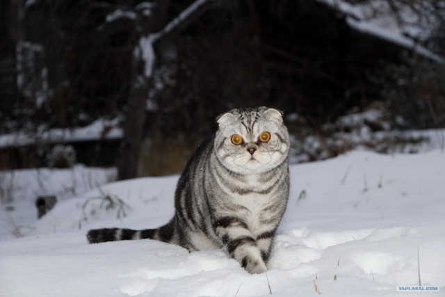 Котовторник 1.11.11