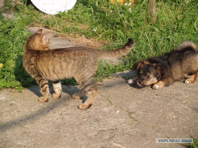 Котовторник 22.11.11