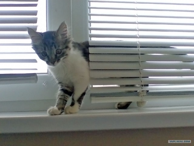 КОТОВТОРНИК (6.03.2012)