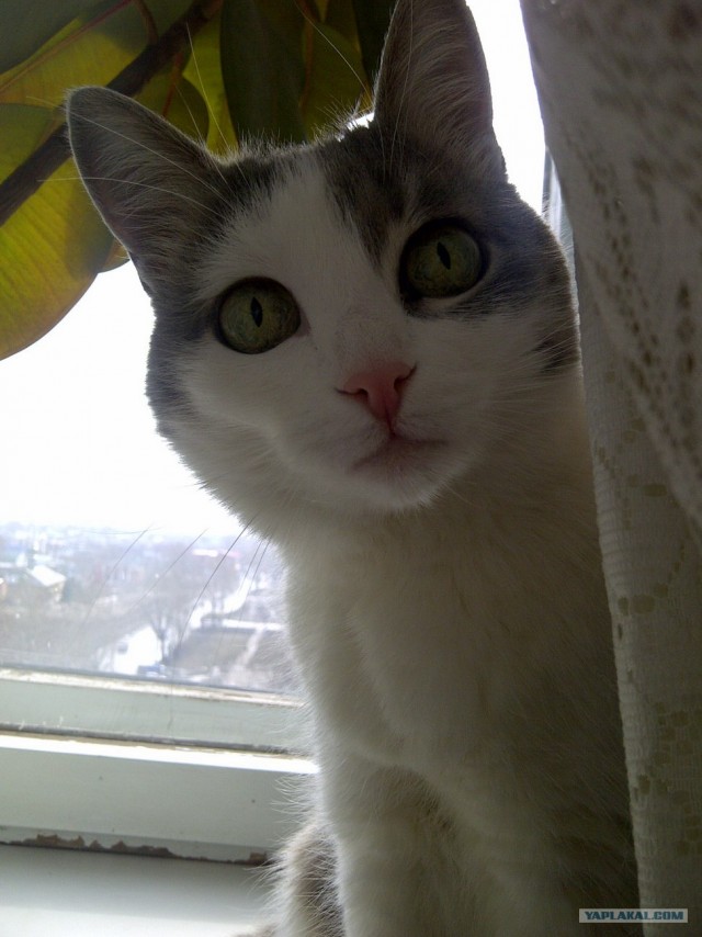 Котовторник 10.04.2012