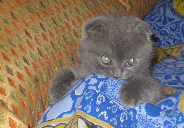 Котовторник  4.09.12