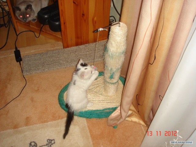 Находка на заднем дворе