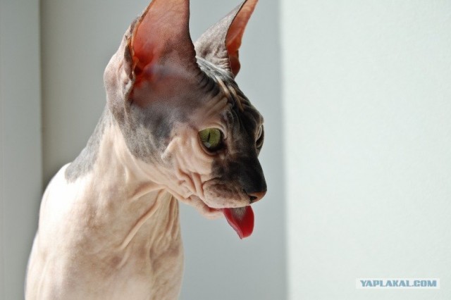 Новогодний Котовторник 01.01.2013