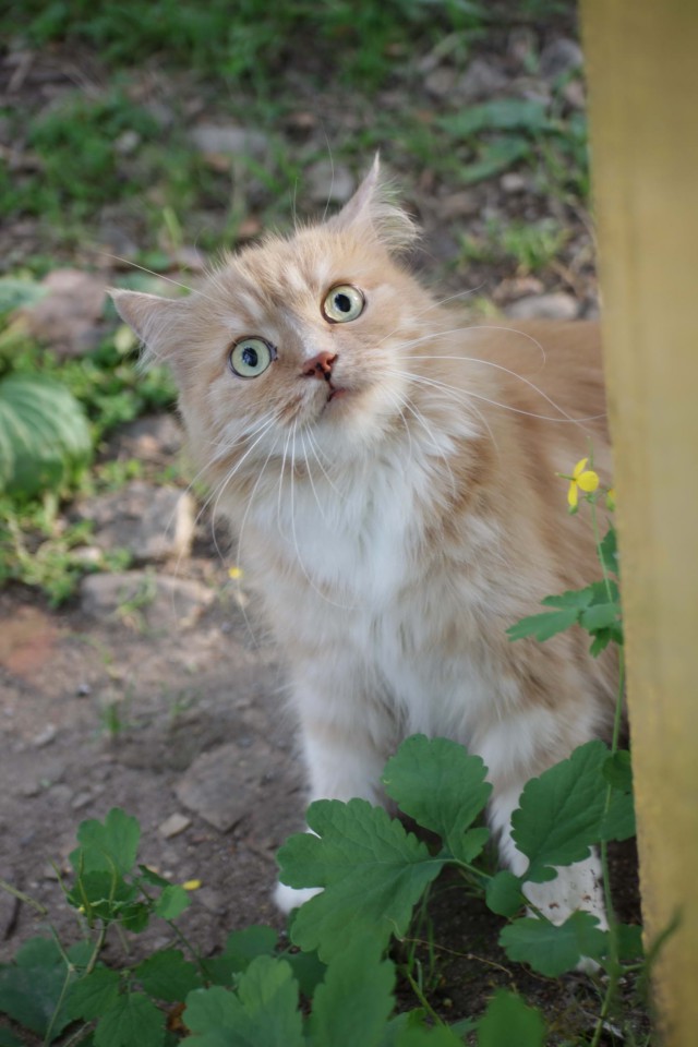 Котовторник 18.06.2019