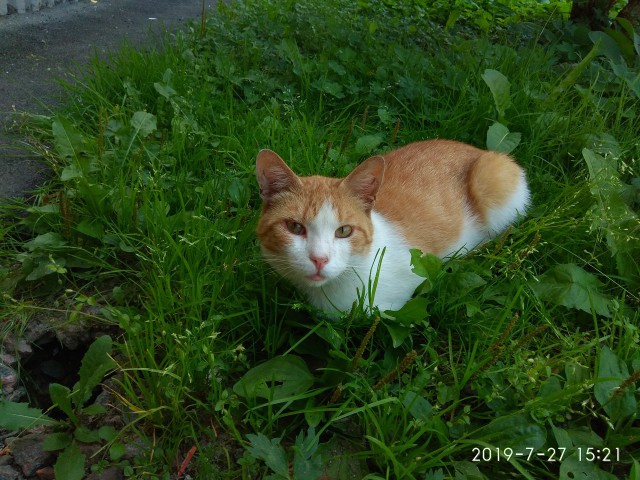Забавные фото котеек