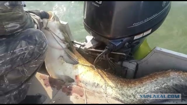 Ох, уж эта рыбалка