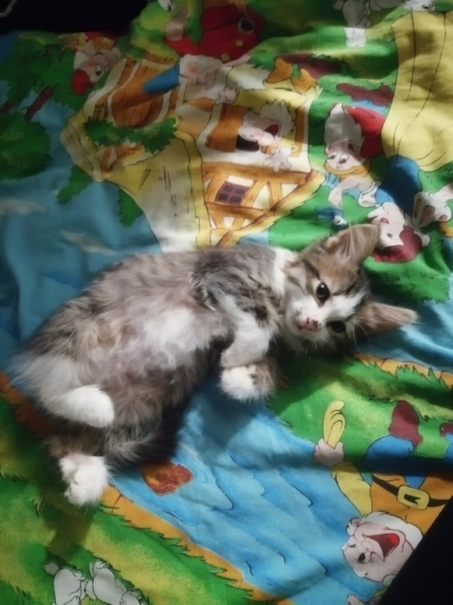 Забавные картинки с котами из сети