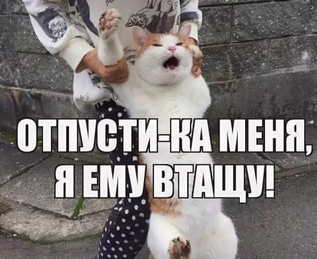 Житель Хабаровска получил нож в спину от супруги за выброшенного в окно кота