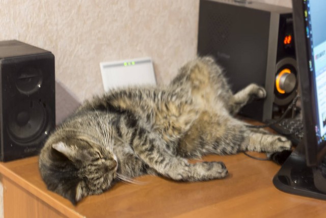 На любом заводе есть кот, которому позволено всё