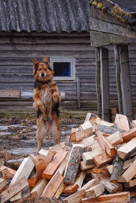 Каникулы в Простоквашино