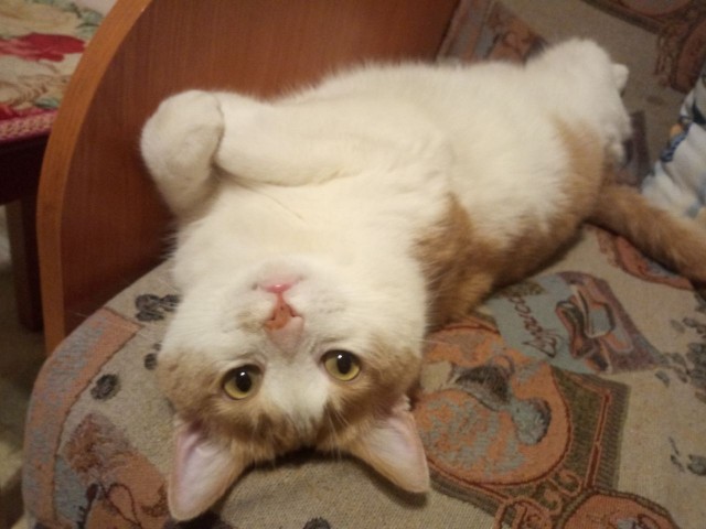Котовторник. Тара - наше всё!