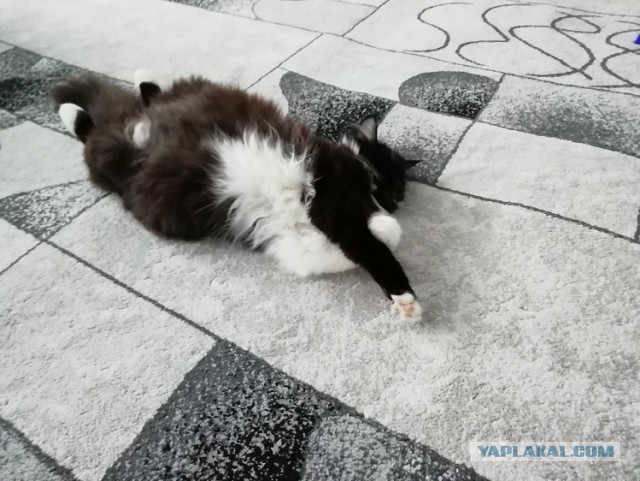 Котовторник.
