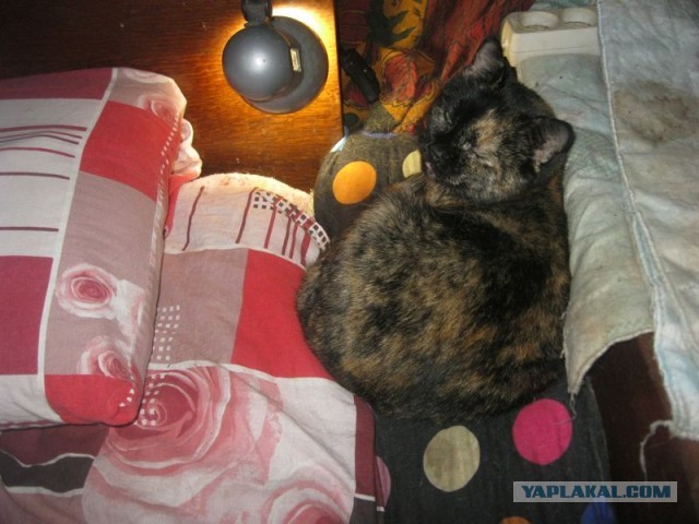 Жизнь домашнего приюта для котеек 318