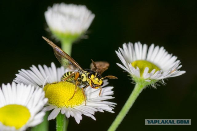 Про макросъемку и Tamron 90/2.8