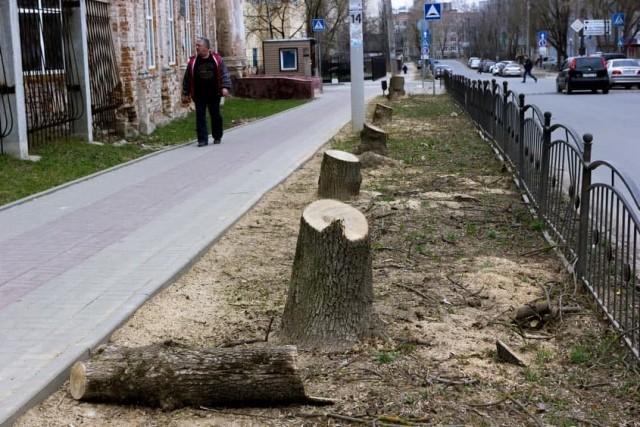 Калужские депутаты попросили спилить деревья у школы, где учатся их дети, чтобы им было удобнее парковаться