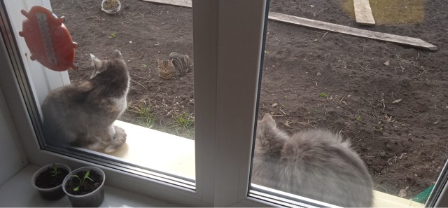 С котовторником!