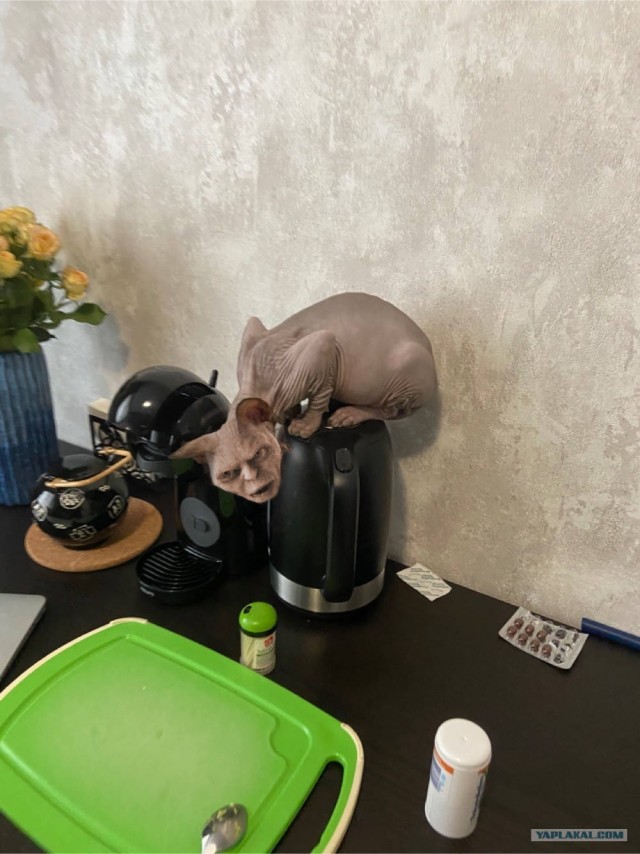 Сатана, а не кот