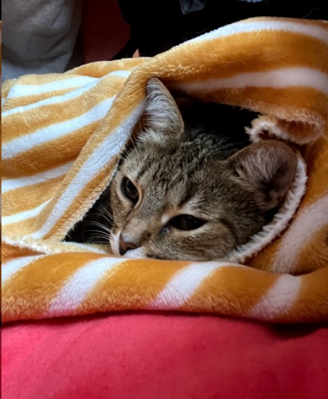 Последний котовторник лета