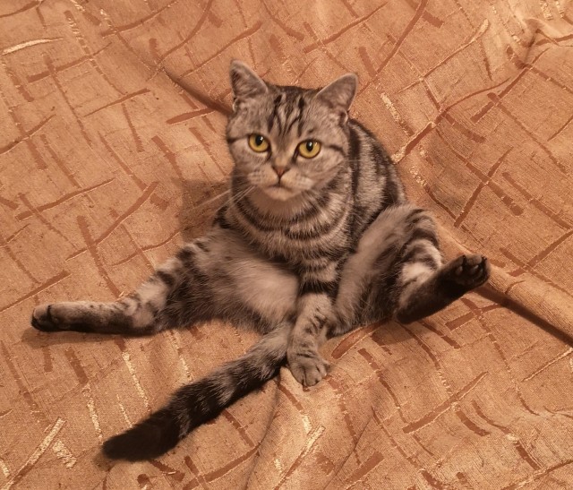 Котовторнику быть