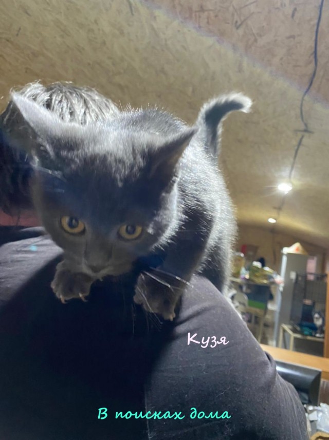 Жизнь домашнего приюта "Котоленд" 314