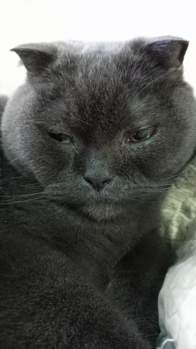 Котовторнику посвящается