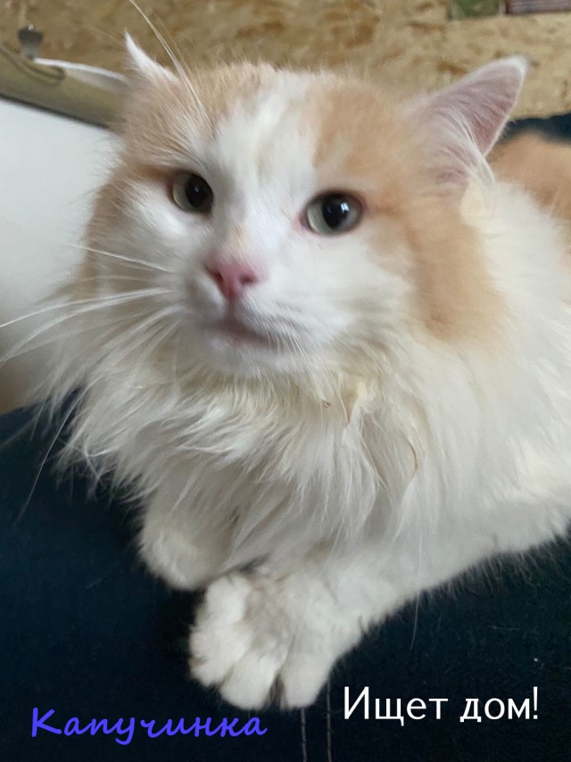 Жизнь домашнего приюта "Котоленд" 325