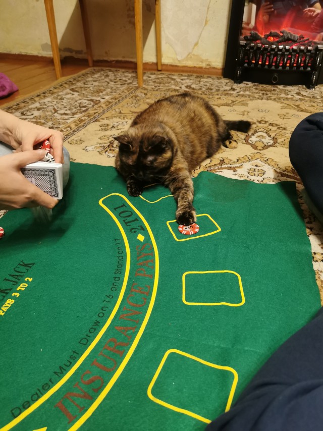Долой политику, ура котикам!