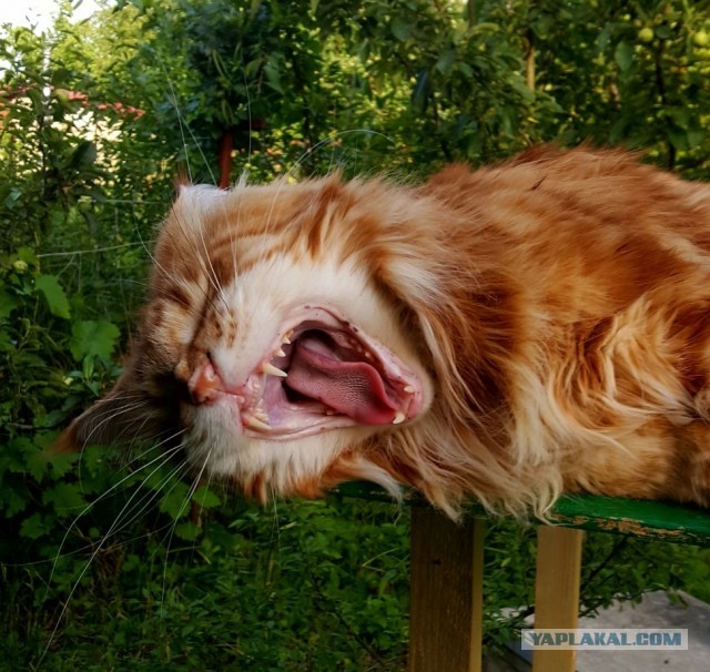 Котовторник вроде.