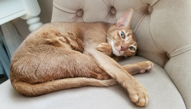 Ну, поехали в котоввторник!