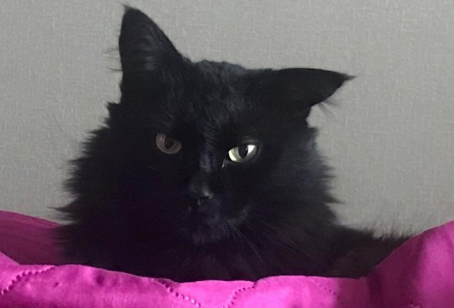 Котовторник. Кошка по имени Овца!