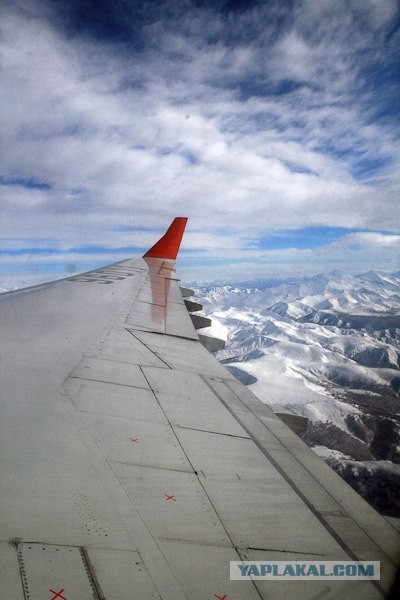 Елец зимний