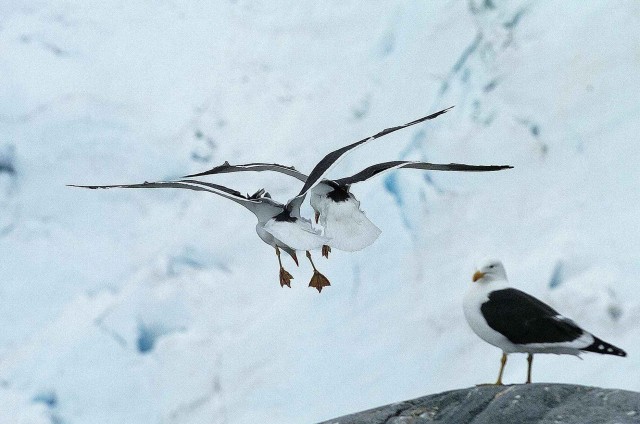 Северный ледовитый океан