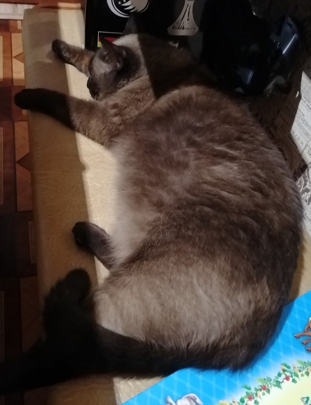 Метаморфоза (про котэ)