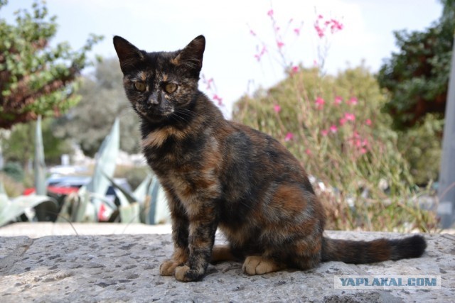 Котовторник  19.03.2013