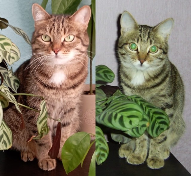 Начинаем котовторник.